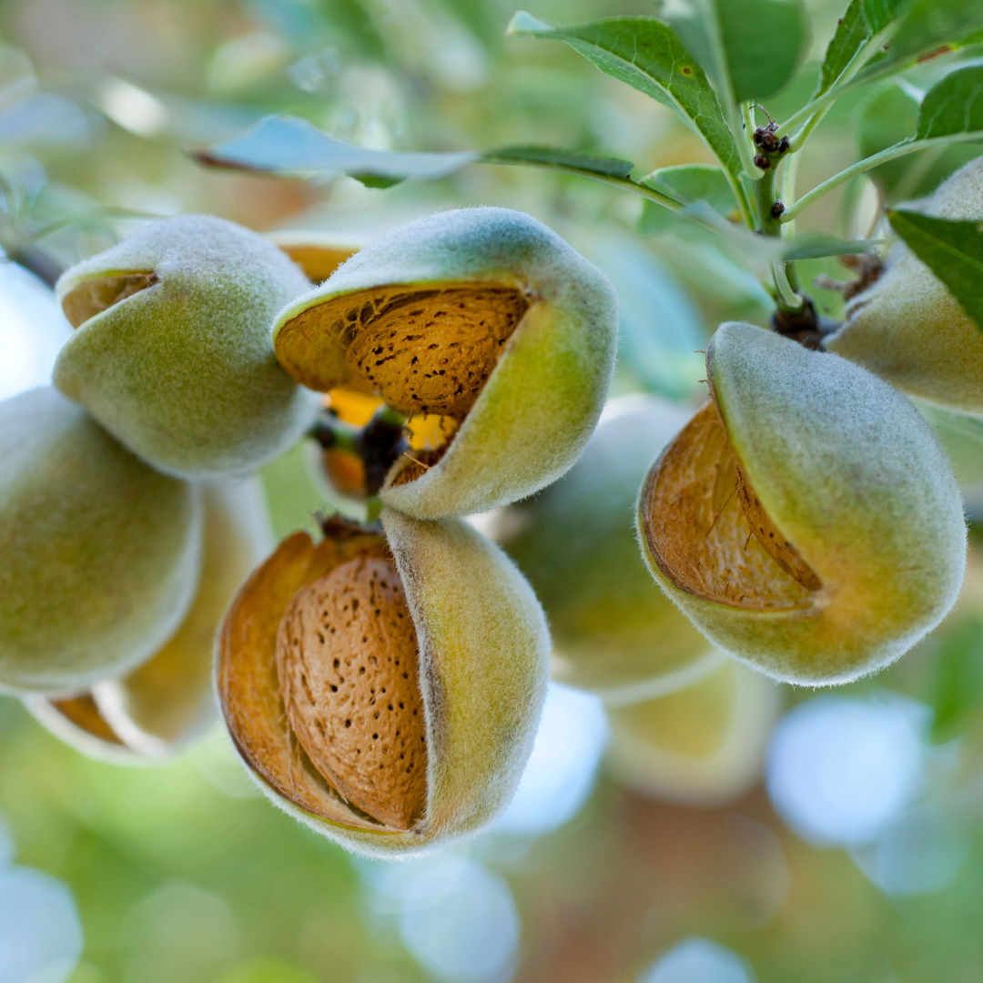 Sweet Almond Oil: Nature's Secret to Radiant Skin